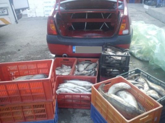 Peste 220 kilograme peşte confiscate de Ziua României